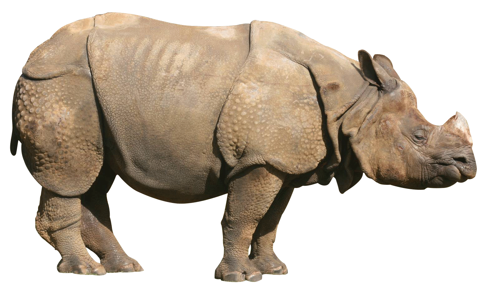 Rhinoceros.png