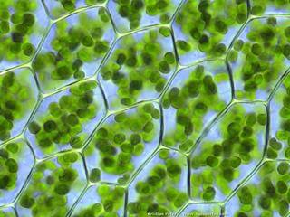 chlorophyll.jpg