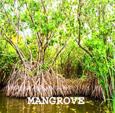 mangrove.png