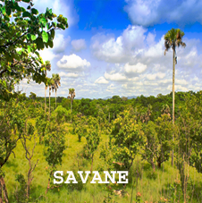 savane.png