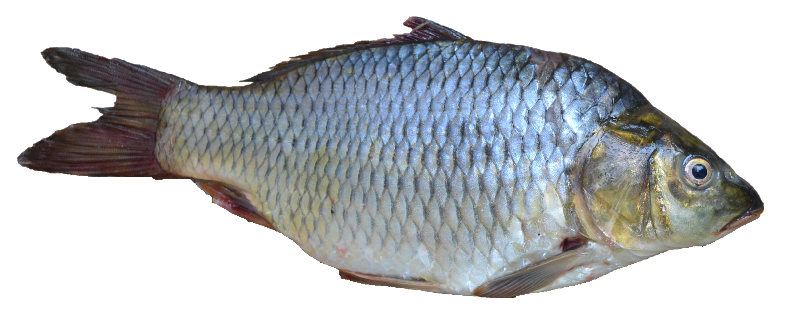 poisson.png